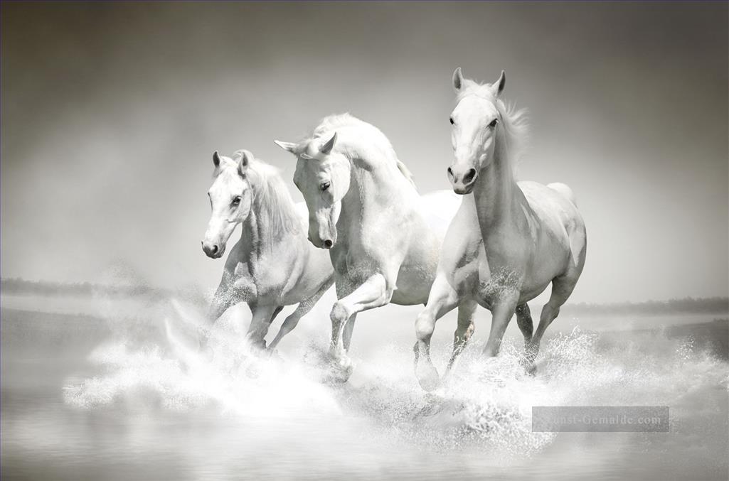 weiße Pferde laufen Ölgemälde